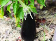 Eggplant Eggplant