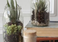 terrarium jars A collection of jars can be repurposed to become countless useful and decorative items. These terrariums are proof of the versatility of a simple glass jar.
