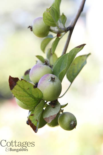Fruit tree Fruit tree