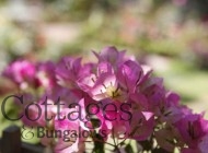 flowers Feature all the right flowers in your garden so as to create the perfect European escape.