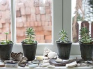 Succulents Succulents