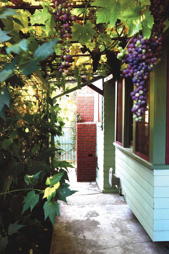 grape arbor