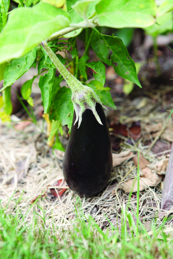 Eggplant