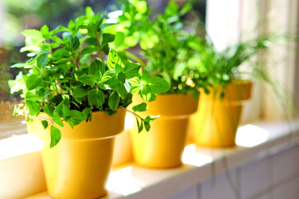 row of potted fresh herbs