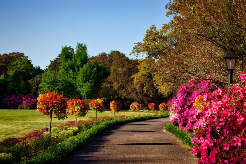 Flowering Bushes