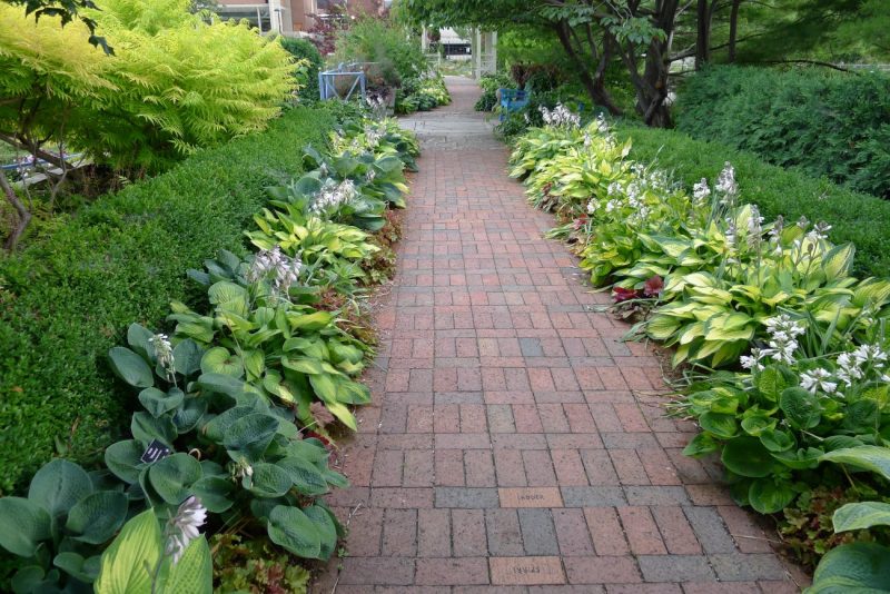 Hosta Walk