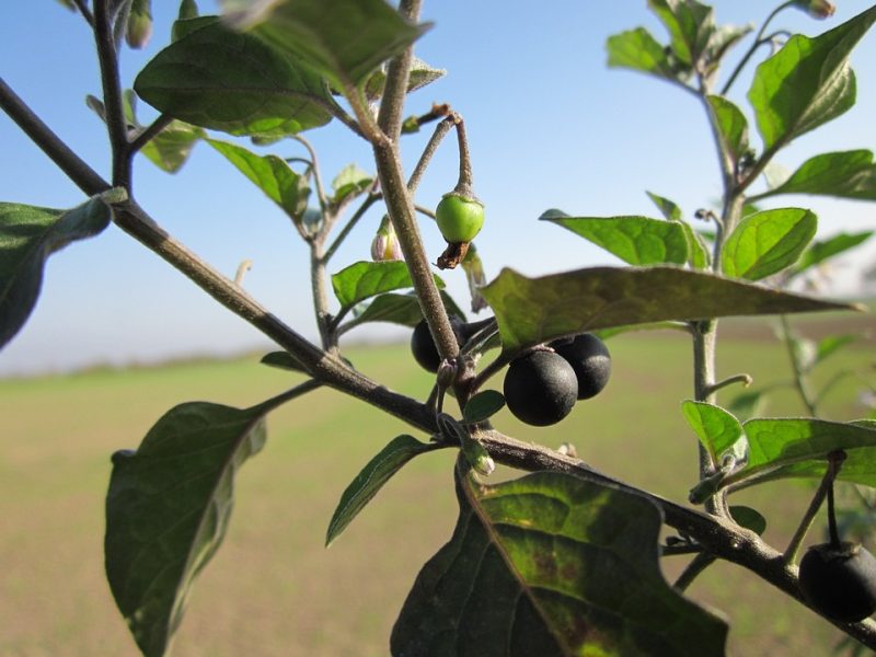 Fruit Trees