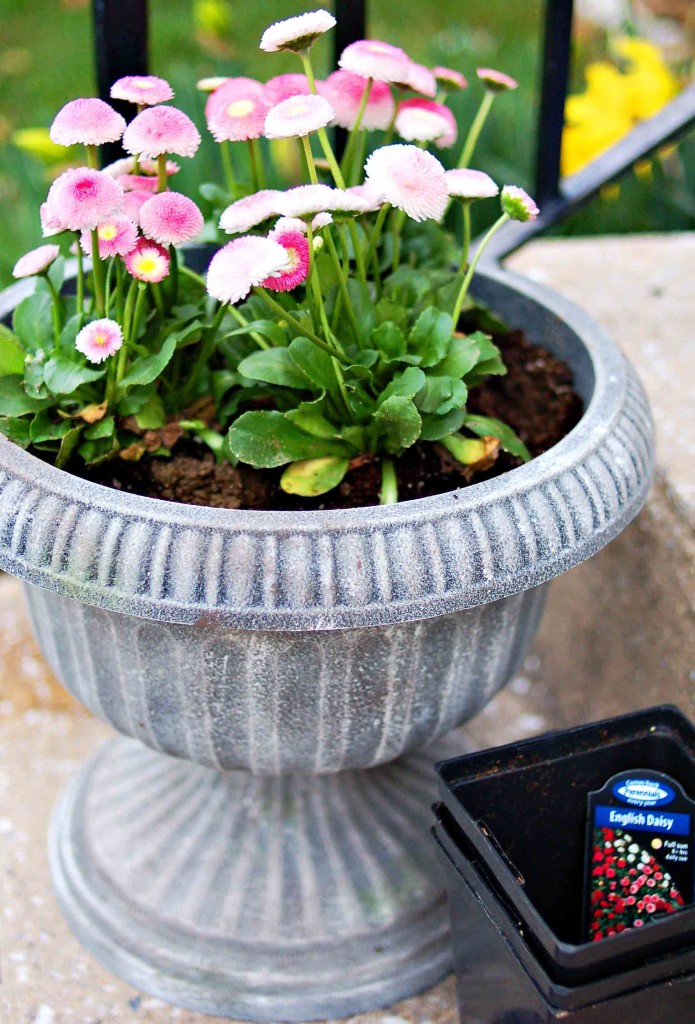 Faux DIY Concrete Planters With Spray Paint - Bless'er House