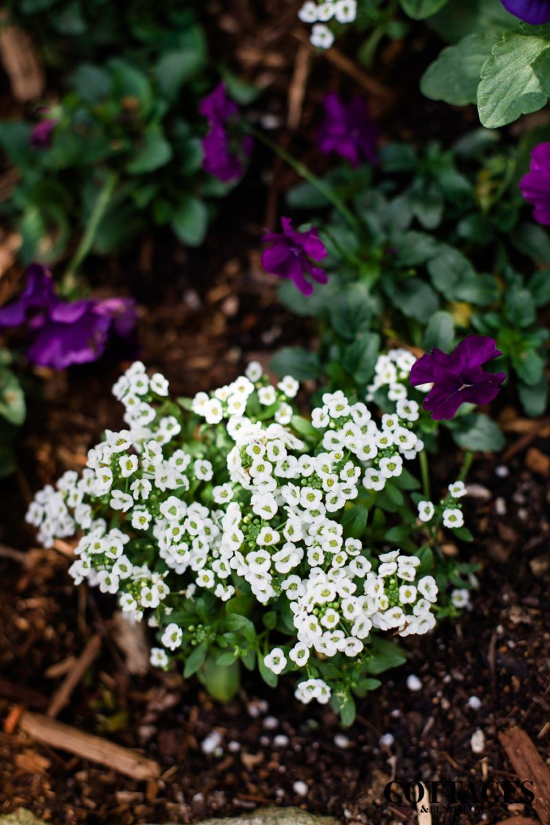 Sweet alyssum