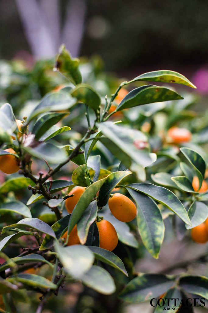 Citrus Plant