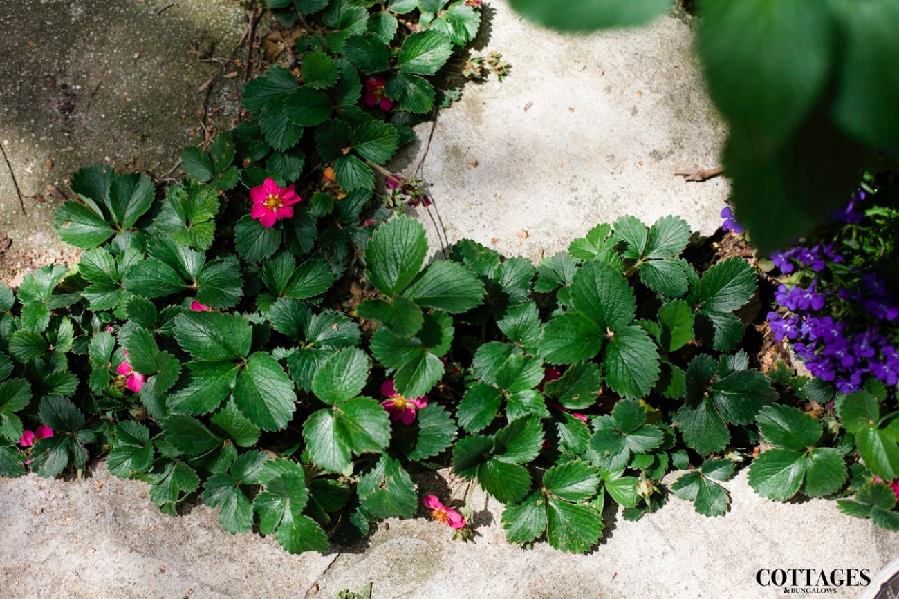 Garden Flower