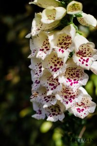 Foxglove