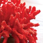 Red_Coral_Decor
