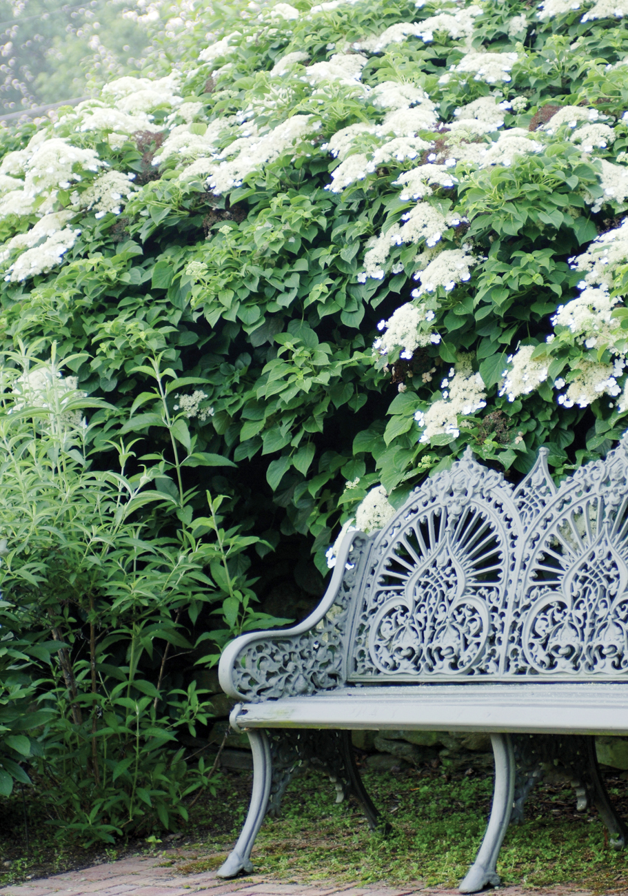 An intricately designed bench nestled beneath an overgrowth of hydrangeas. 