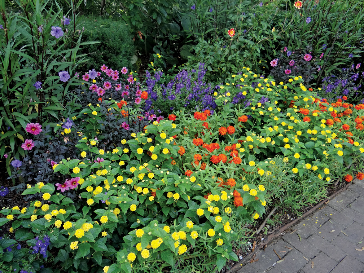 Colorful_Flower_Bed