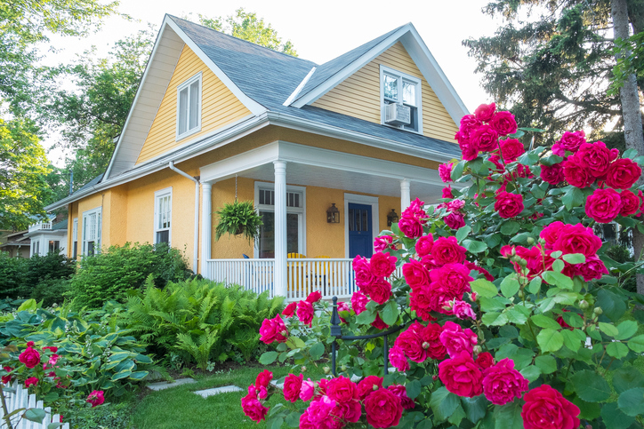 Pink_Rose_Bush_in_Front_of_a_Beautiful_Yellow_House