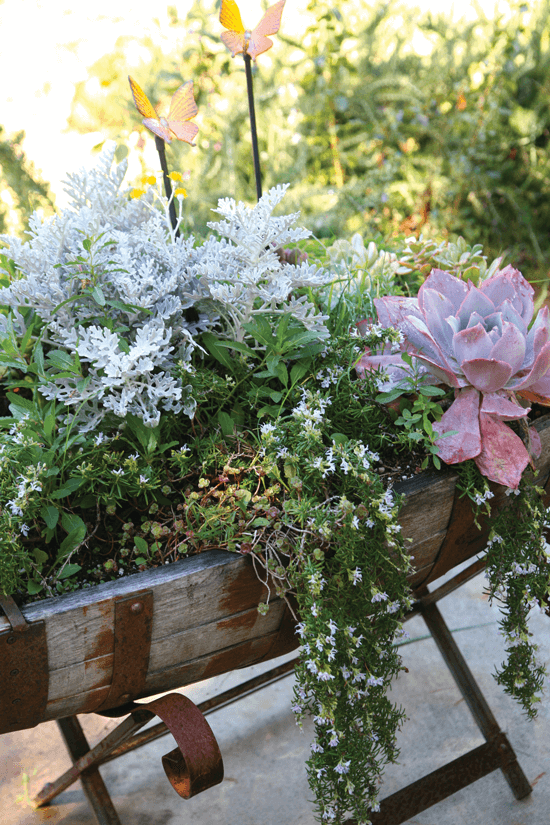 Green herbs, snowy Dusty Miller plants and a red succulent represent a selection of fall flora that can add color and freshness to your décor.