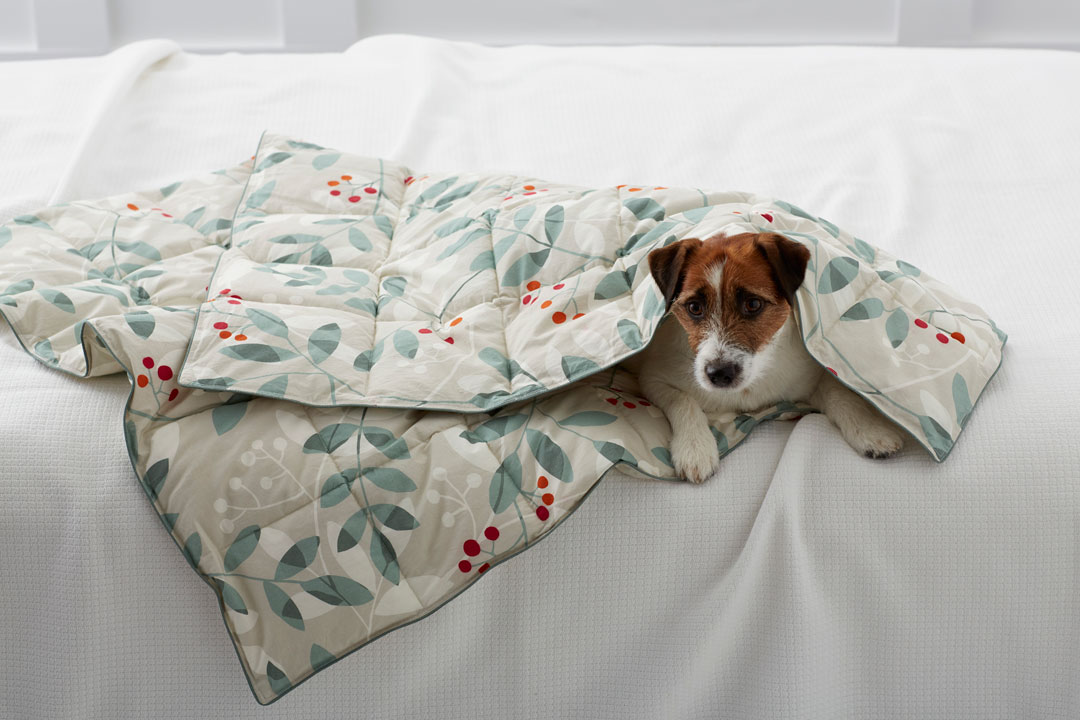 A Jack Russel Terrier snuggled up in a holiday-themed comforter from The Company Store