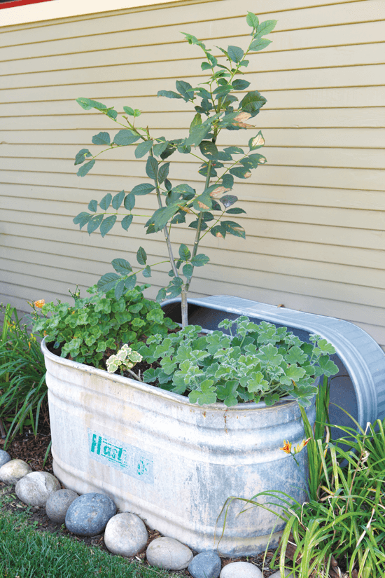 vintage tub turned flower planter