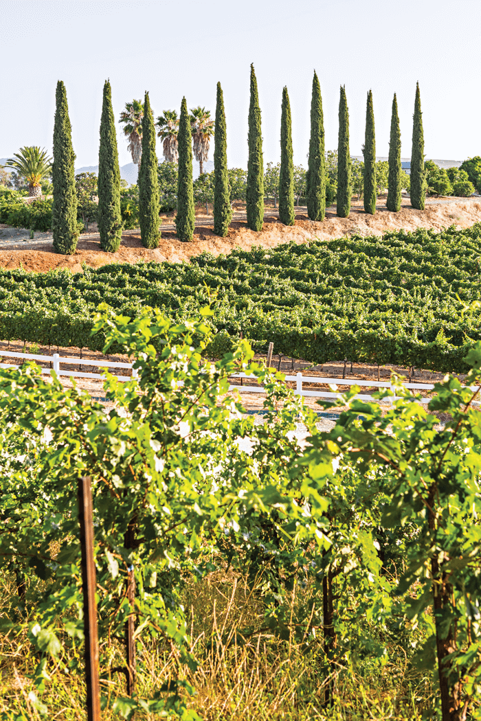 View overlooking hills and vineyards. 