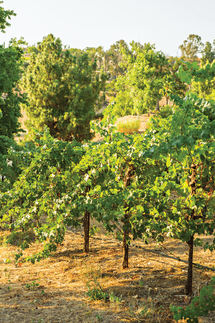Grape vineyards. 