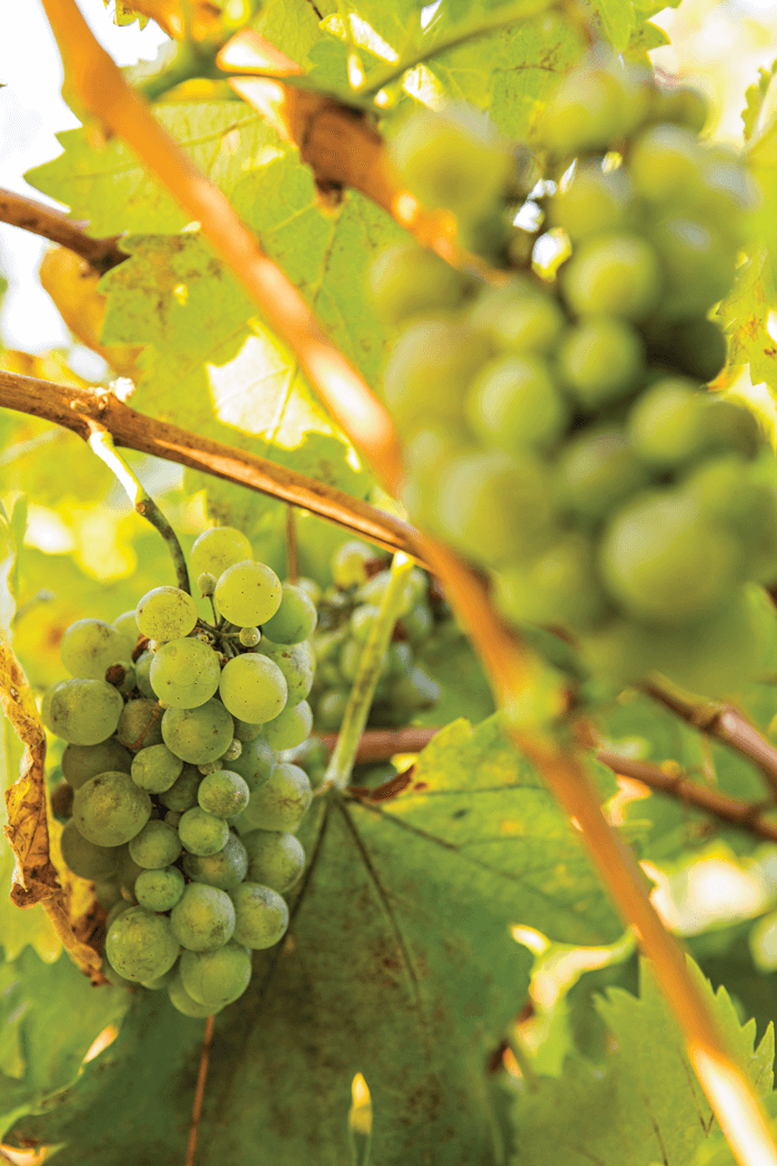 Lovely shot of grapes growing from the vine.