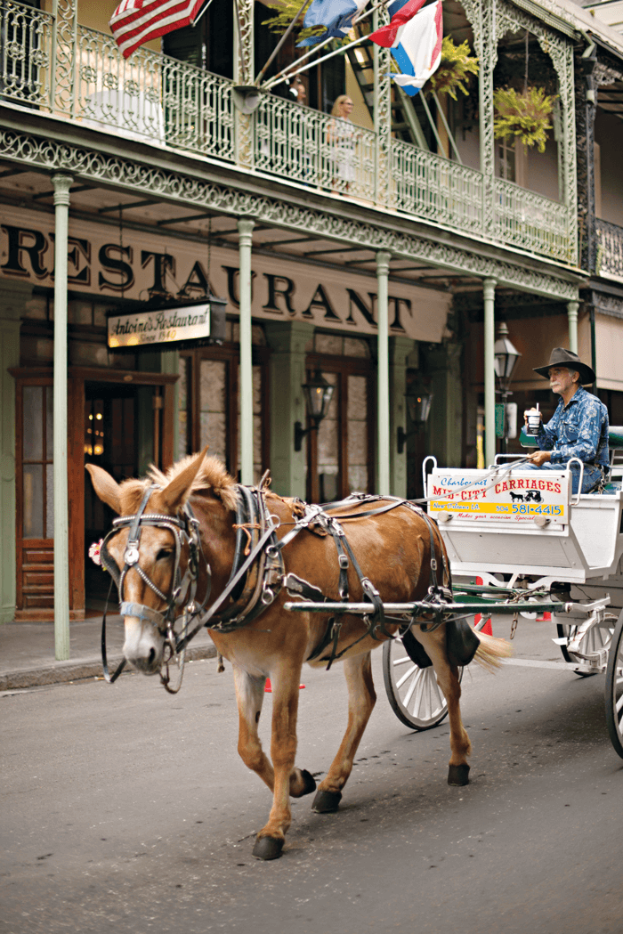 A mule pulling a carriage behind it walking through the French Quarter. 