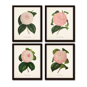 French Camellia Print Set No. 12, $40+ // Etsy.com/BelleBotanica