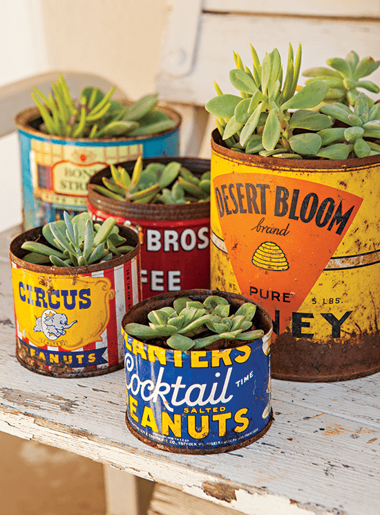 vintage tin cans used as succulent planters.