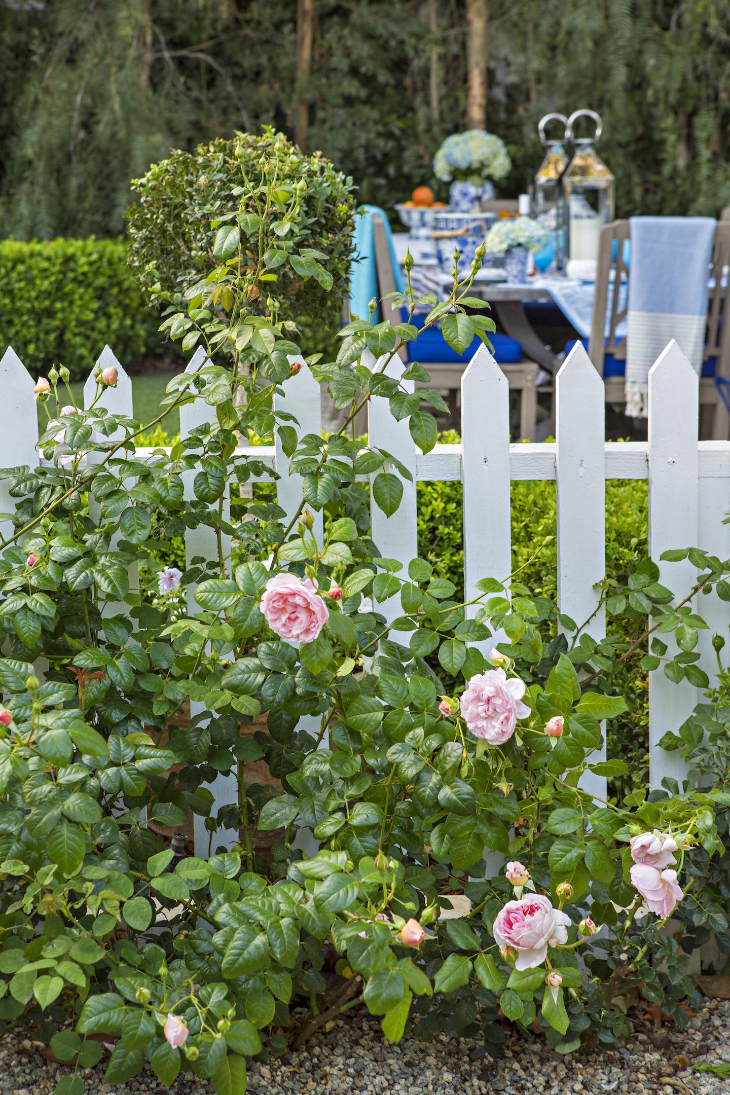 White picket fence with pink roses growing in front of it.