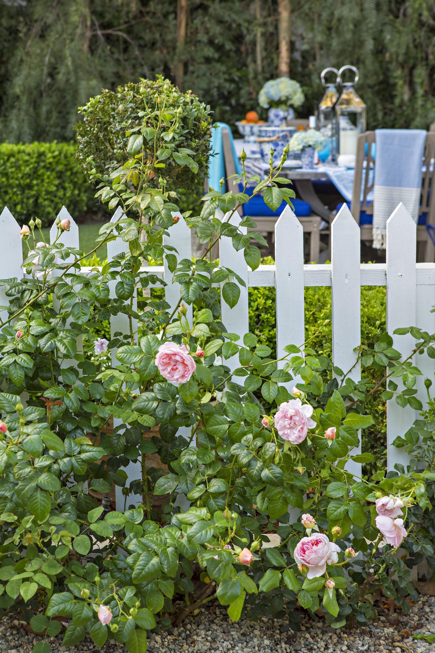 White picket fence with pink roses growing in front of it. 