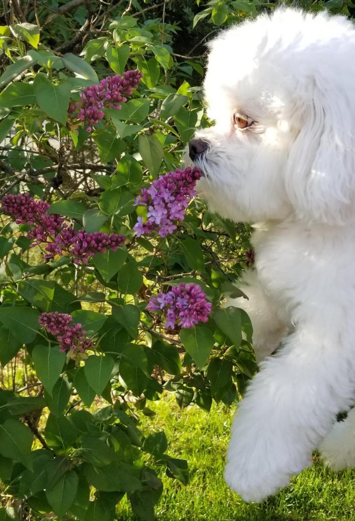 white dog smelling lilacs