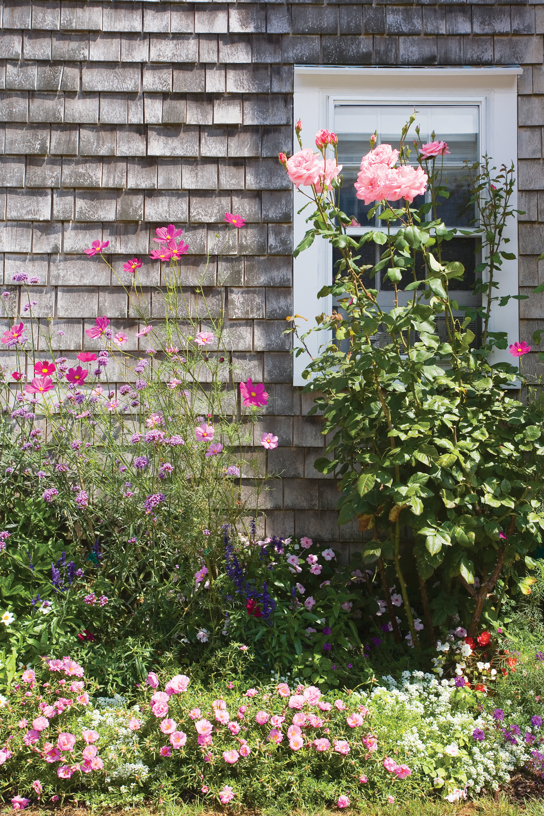 Nantucket garden climbing up seaside cottage siding. 