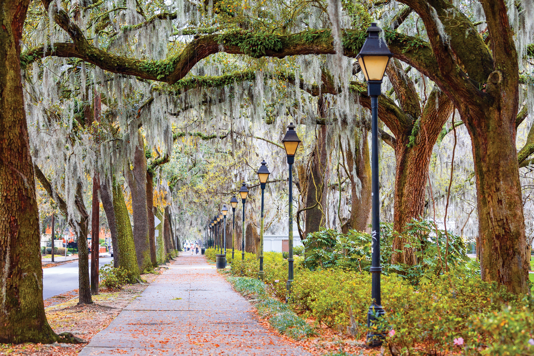 Romantic walkway under the trees in savannah, Georgia. 