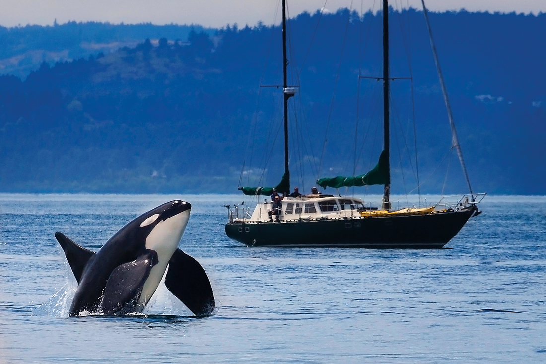 An Orca coming up out of the water with a boat sailing in the background.