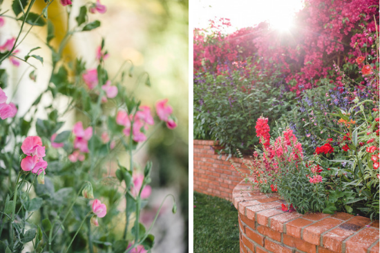 Sweet peas and snapdragons. 