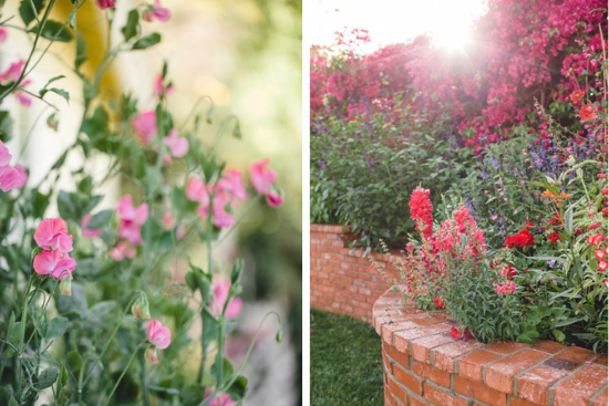 Sweet peas and snapdragons.