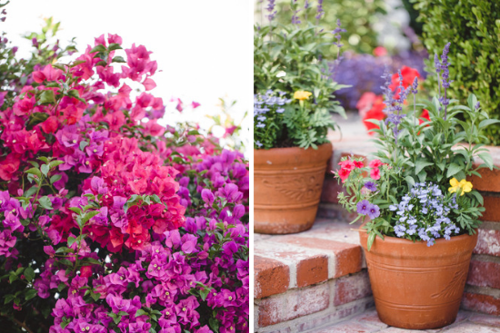 Pink and purple bougainvillea and pots overflowing with multi colored flowers.