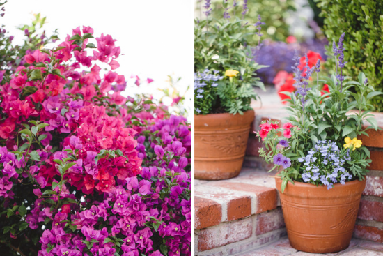 Pink and purple bougainvillea and pots overflowing with multi colored flowers. 