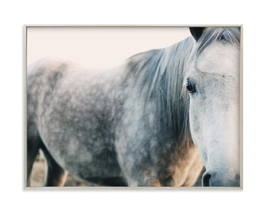 Elegant print of a white horse