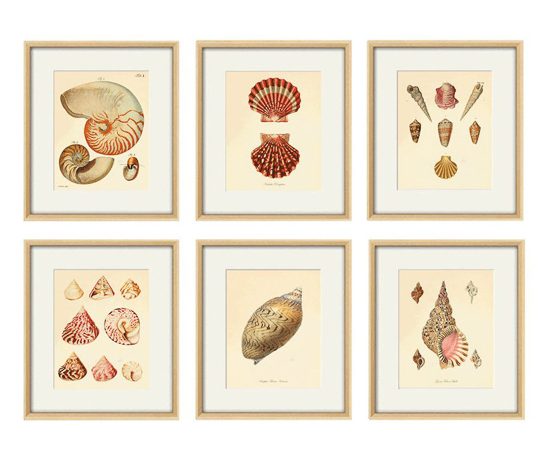 Set of six antique seashell prints in light colored frames