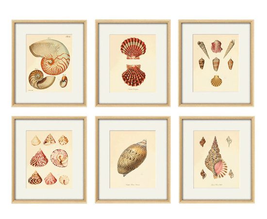 Set of six antique seashell prints in light colored frames