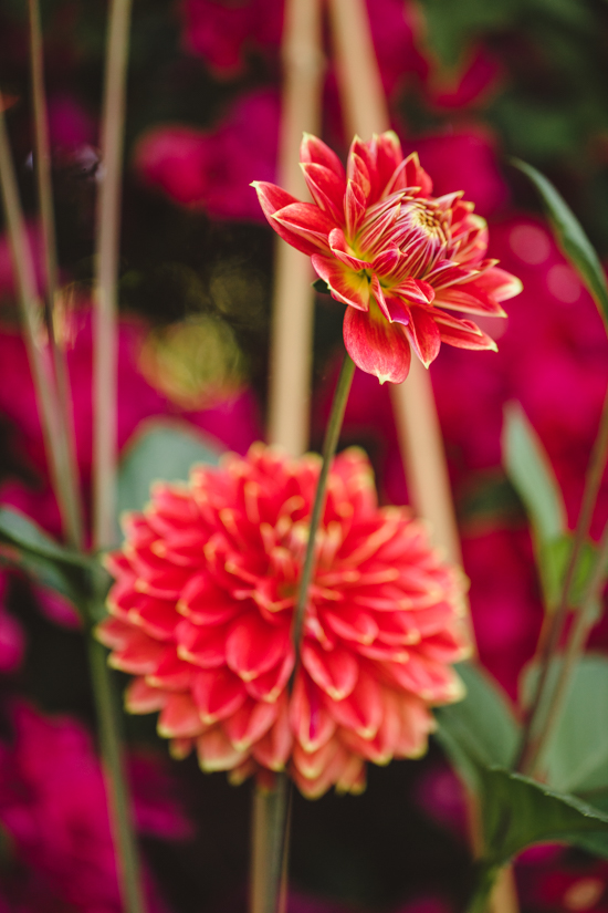 Red dahlias with a yellow edged accent. 