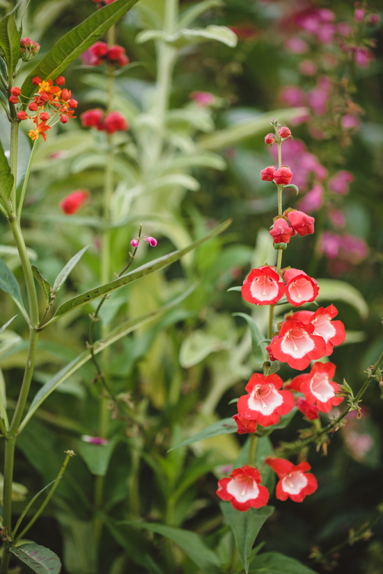 Milkweed and Penstemon Arabesque Red.