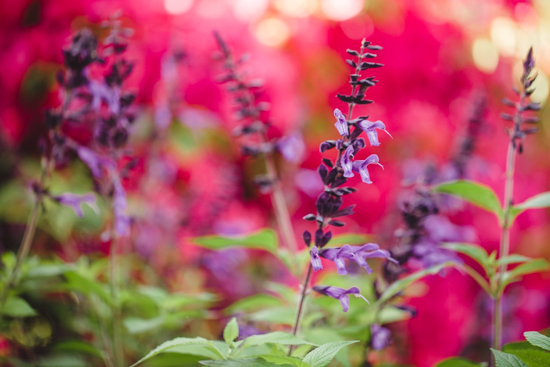 Bougainvillea and deep purple flowers.