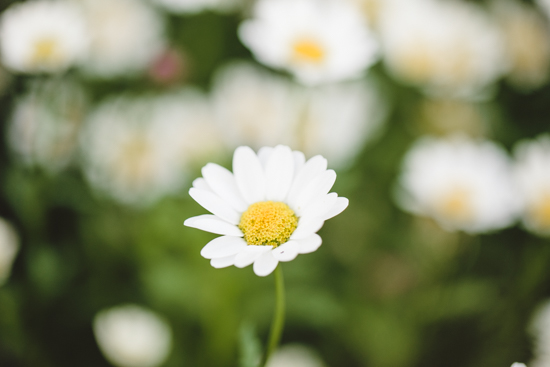 one white and yellow flower in focus with it's bunch in the background. 