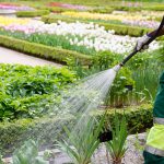 Worker watering a garden