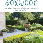 boxwood hedges