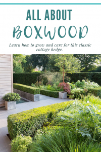 boxwood hedges
