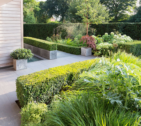 boxwood borders